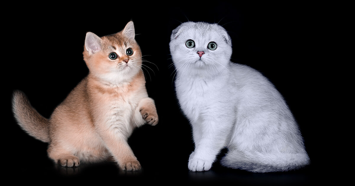 British Kittens and Scottish Kittens