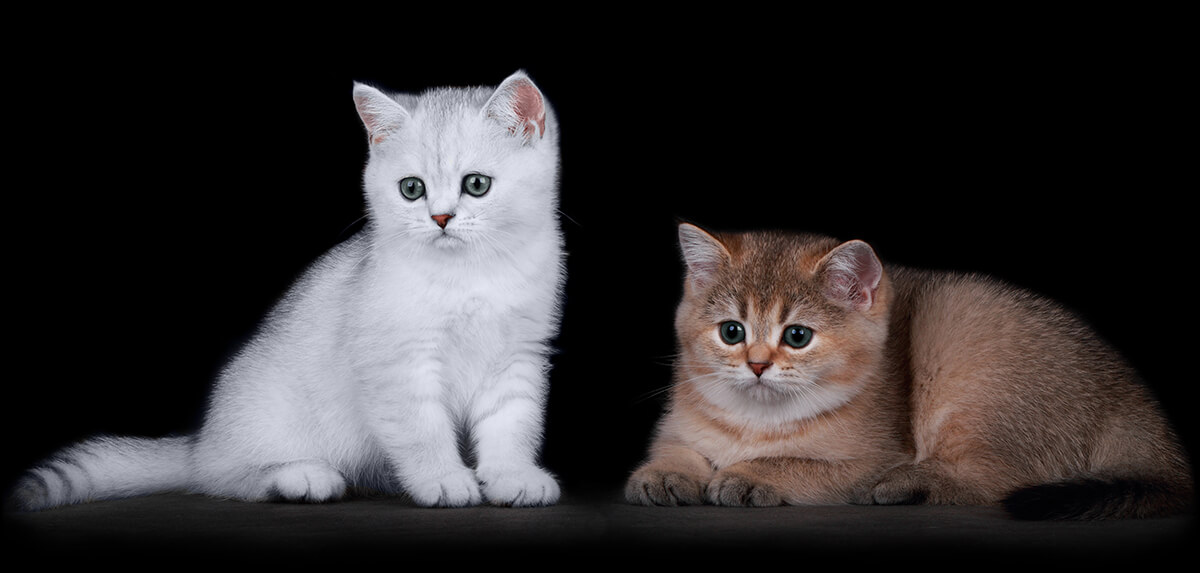 Golden and Silver Kittens