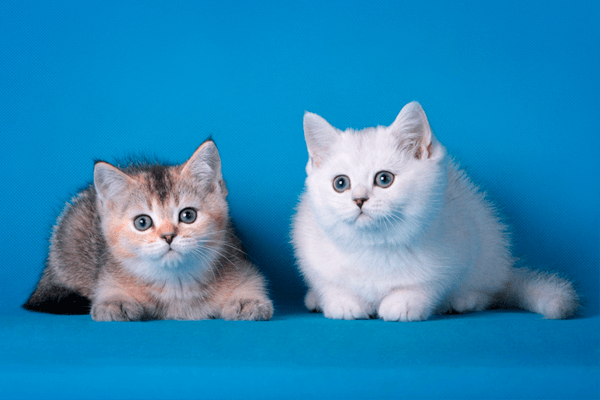 Scottish cats of golden and silver colors