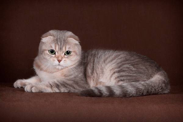 Scottish Fold - breed description