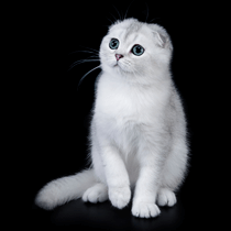 Scottish Fold