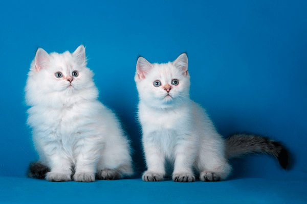 Scottish and British chinchilla with green eyes and blue-eyed chinchilla point